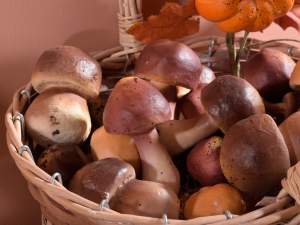 Wholesaler of package 12 mushroom