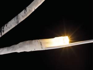 branches de bouleau brillantes en gros