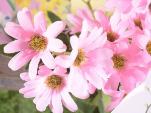 Wholesale colored daisies
