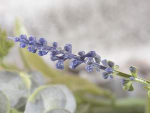 wholesaler of lavender and ecalyptus bouquets