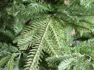 Wholesale artificial christmas pine tree 210h