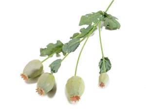 Wholesale poppy seed branches