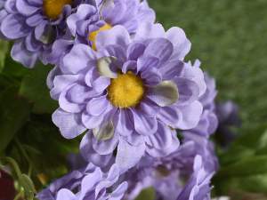 Gros bouquet de marguerites violettes