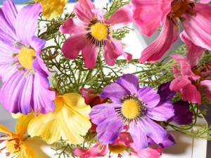 Wholesale poppy bunch