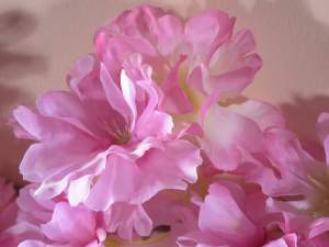 Branche de gros fleurs cerisier tissu