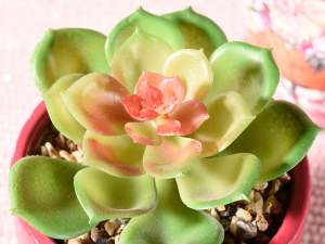 Wholesale succulents pots valentine