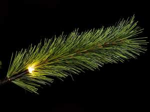 wholesale pine Christmas tree luminous branches