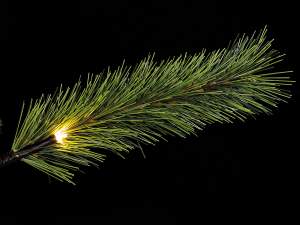wholesale pine Christmas tree with lights