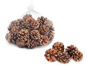 ingrosso pigne decorative naturali