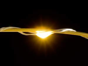 en-gros copaci crengi lumina alb cald