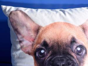 Grossisti cuscini design cani
