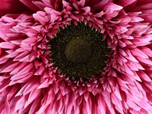 Ingrosso fiore gigante fucsia