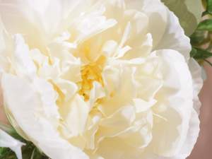 Guirnalda de rosas blancas al por mayor para event