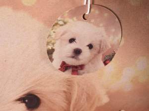 Wholesaler Christmas gift bags decorations puppies
