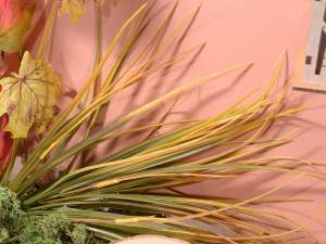 Ingrosso mazzo erba autunnale decorative