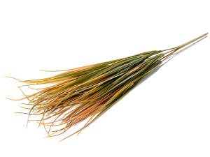 Ingrosso mazzo erba autunnale decorative