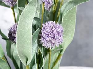 eryngium echinop all'ingrosso