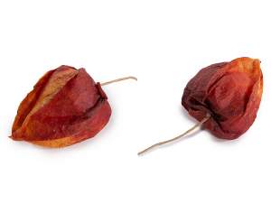 en-gros fructe de padure iarna toamna decorative
