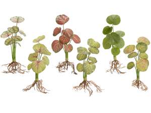 ingrosso piante caladium radici artificiale