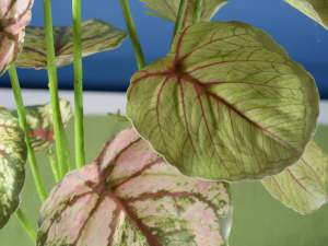 ingrosso piante caladium radici artificiale