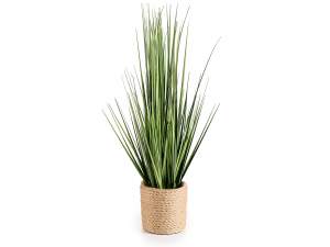Ingrosso pianta ornamentale decorativa