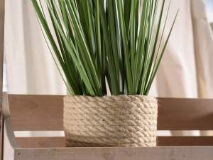Ingrosso pianta ornamentale decorativa