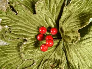 vente en gros poinsettias vert doré