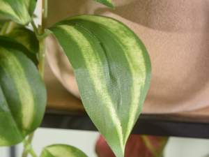 angro ramuri cascade pendente frunze
