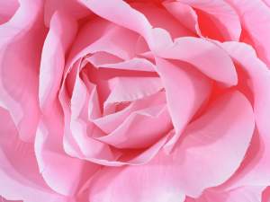 Ingrosso rosa gigante