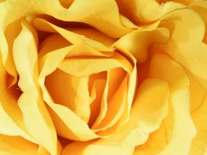 Ingrosso rosa gialla gigante