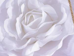 vente en gros vitrine géante de roses blanches