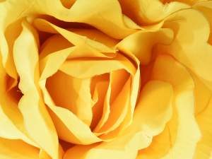 Rose géante jaune en gros