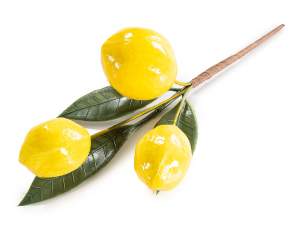 wholesale lemon pick twig