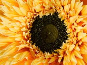 Floarea soarelui decorativă cu ridicata