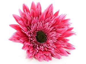 vente en gros fleur fuchsia géante