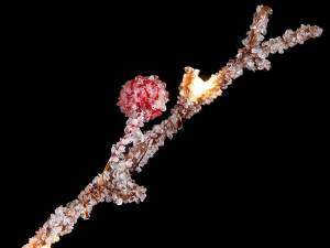 wholesale christmas tree branches lights