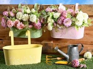 Wholesale pot of colored geraniums