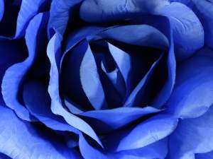 Vitrine de rose bleue géante en gros