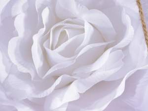 Vitrine de roses blanches géantes en gros