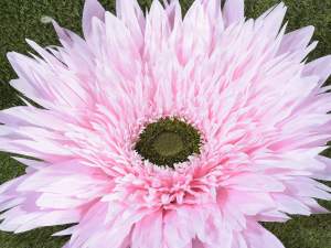 Wholesale giant pink sunflower