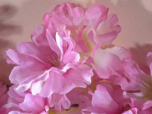 Wholesaler cloth pink cherry blossoms