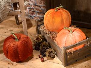 ingrosso zucca velluto vetrina