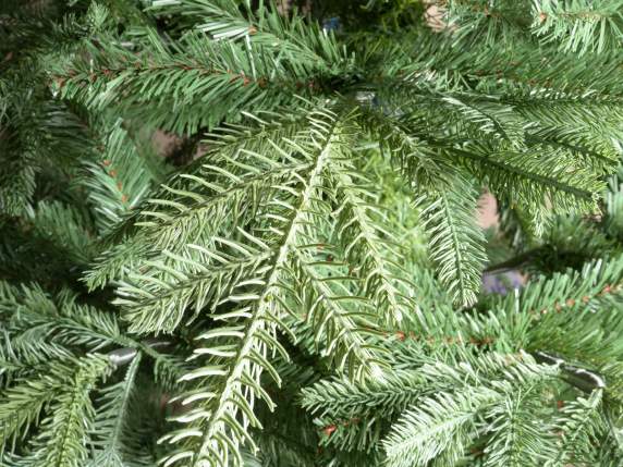 Dakota Christmas Pine 2.10m H with 1842 branches, metal base