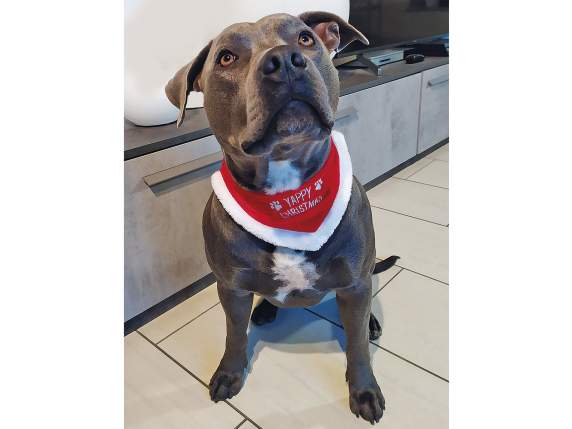 Cloth dog scarf with Christmas writing