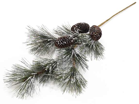 Pine branch and snowy pine cones