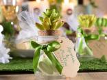 Plantes succulentes décoratives, événement vert