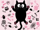 Ciccio cat