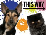Pet Color
