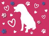 Pretty dog