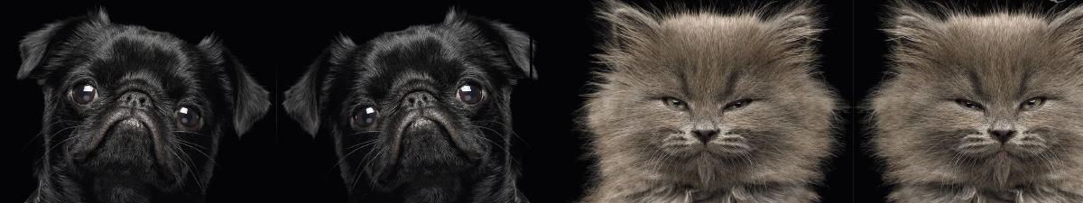 Black Animal: articoli regalo